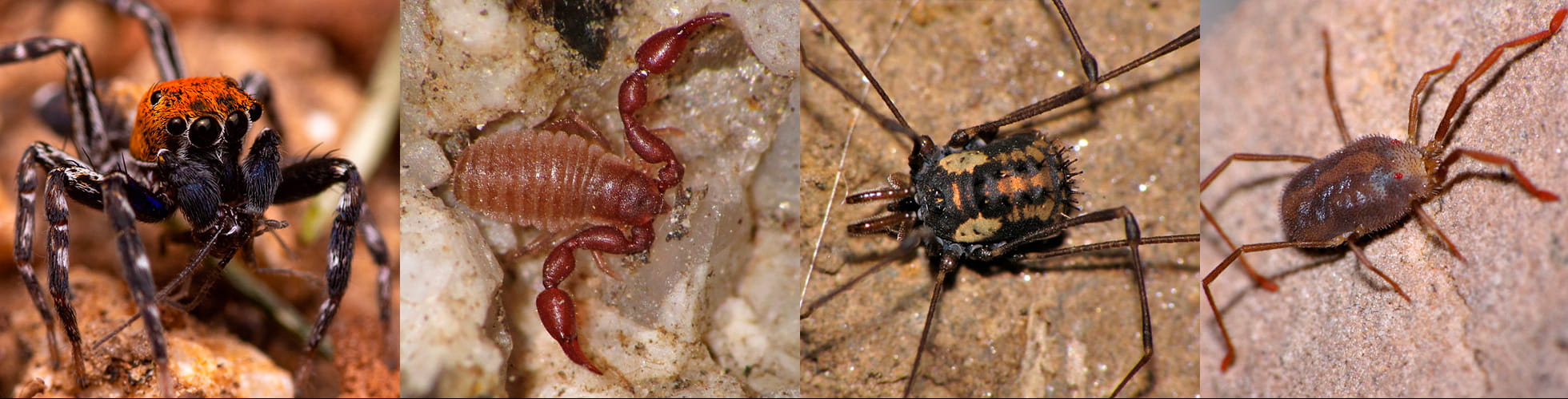 Jornadas Ibéricas de Aracnología 2025
